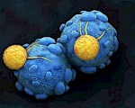 耶鲁大学科学家增压肿瘤攻击T细胞以改善癌症免疫治疗