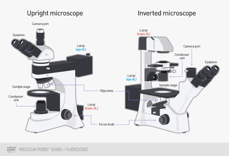 line drawings of the typical arrangements for both upright and inverted epifluorescence microscopes, with camera ports, eyepieces, lamps, sample stages, objectives, condenser units, and focus knobs marked