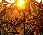 大麻素可防止COVID-19冠状病毒进入人体细胞